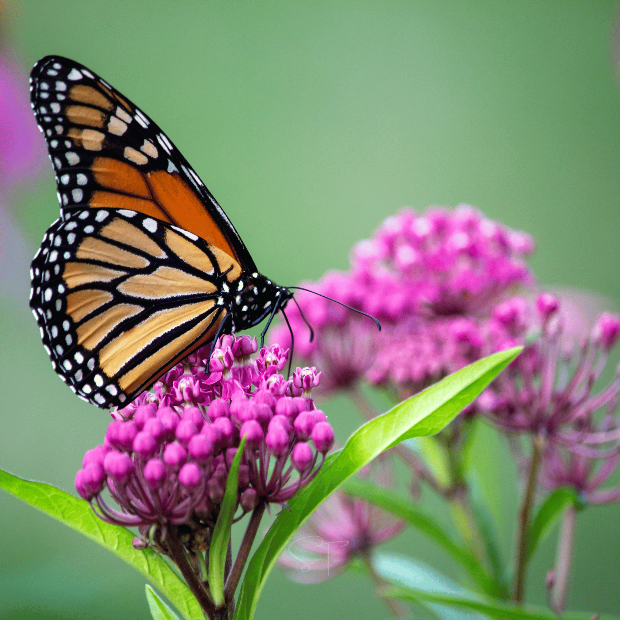 Swamp Milkweed – 50 Seeds seed packet from Seed Therapy – American - grown, heirloom seeds
