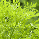 Sweet Annie – 50 Seeds seed packet from Seed Therapy – American - grown, heirloom seeds