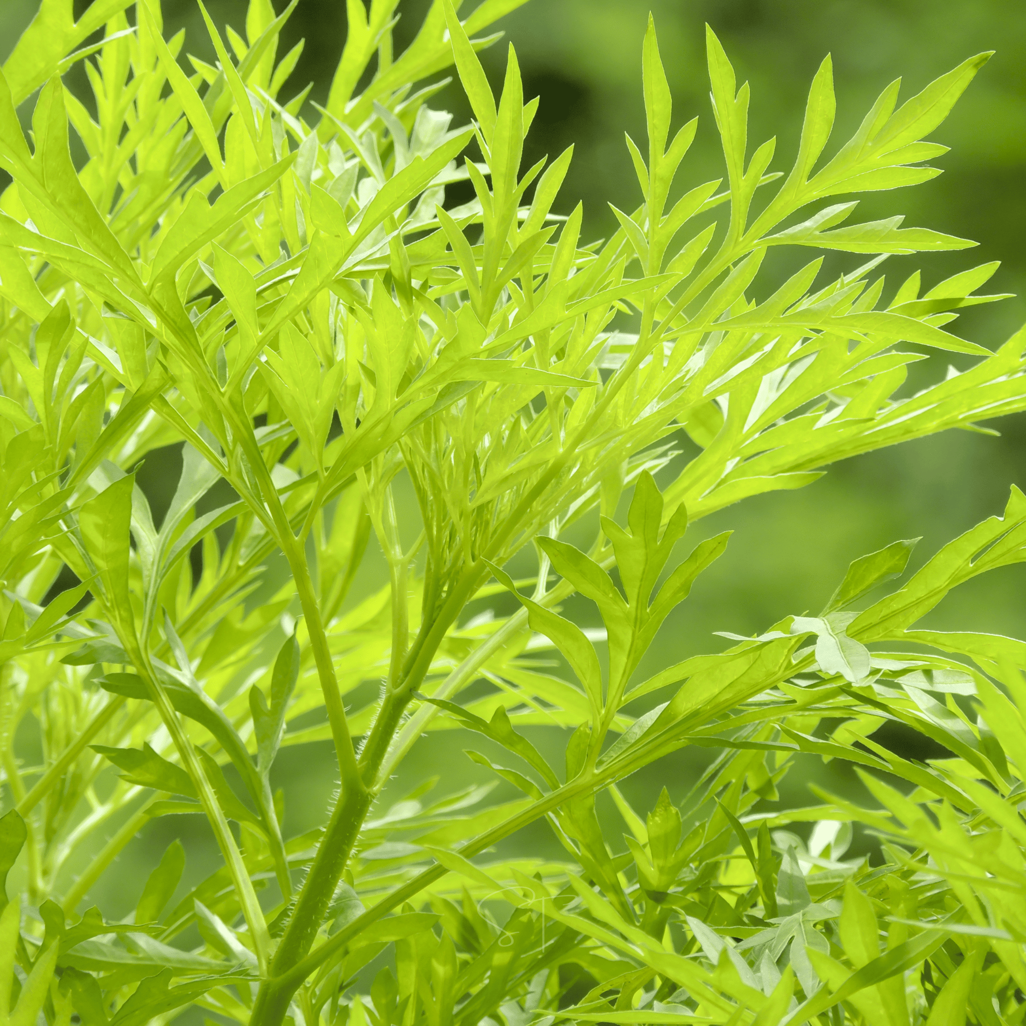 Sweet Annie – 50 Seeds seed packet from Seed Therapy – American - grown, heirloom seeds