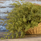 Sweet Annie – 50 Seeds seed packet from Seed Therapy – American - grown, heirloom seeds