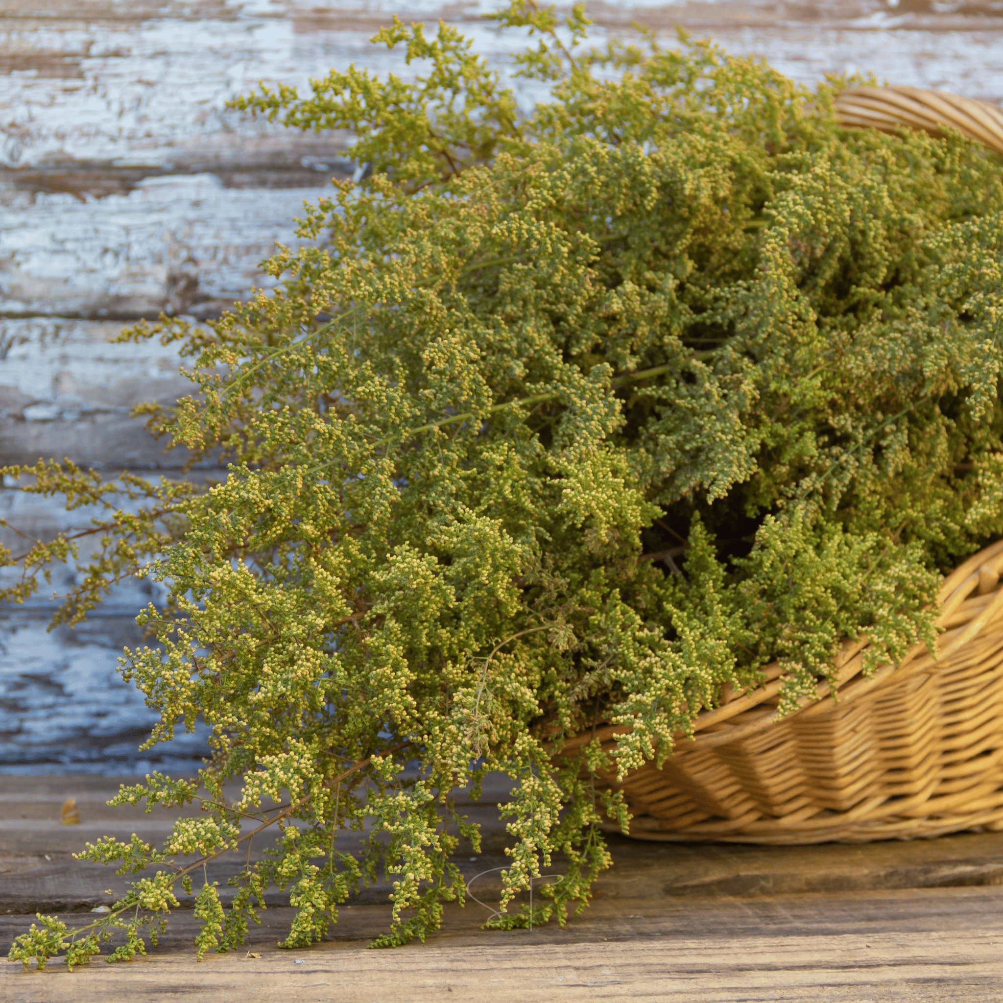 Sweet Annie – 50 Seeds seed packet from Seed Therapy – American - grown, heirloom seeds