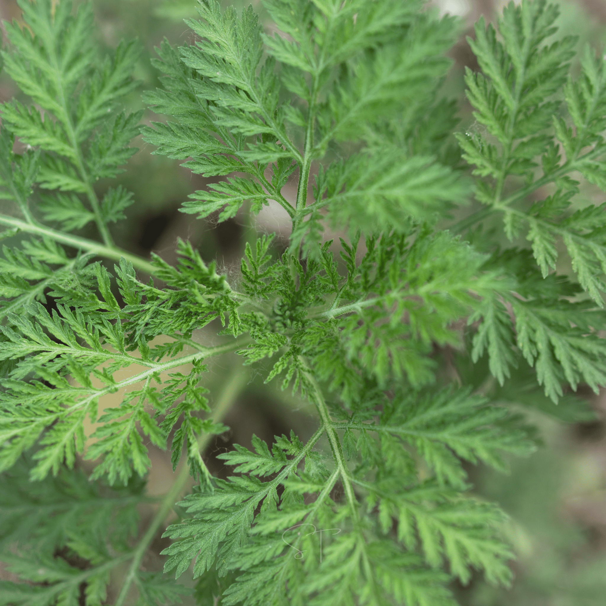 Sweet Annie – 50 Seeds seed packet from Seed Therapy – American - grown, heirloom seeds