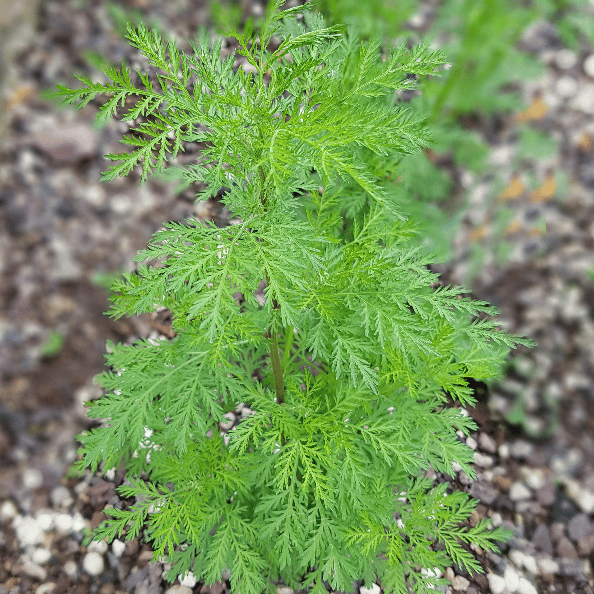 sweet annie plant seeds Sweet Annie – 50 Seeds