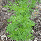 Sweet Annie – 50 Seeds seed packet from Seed Therapy – American - grown, heirloom seeds