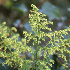 Sweet Annie – 50 Seeds seed packet from Seed Therapy – American - grown, heirloom seeds