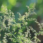 Sweet Annie – 50 Seeds seed packet from Seed Therapy – American - grown, heirloom seeds