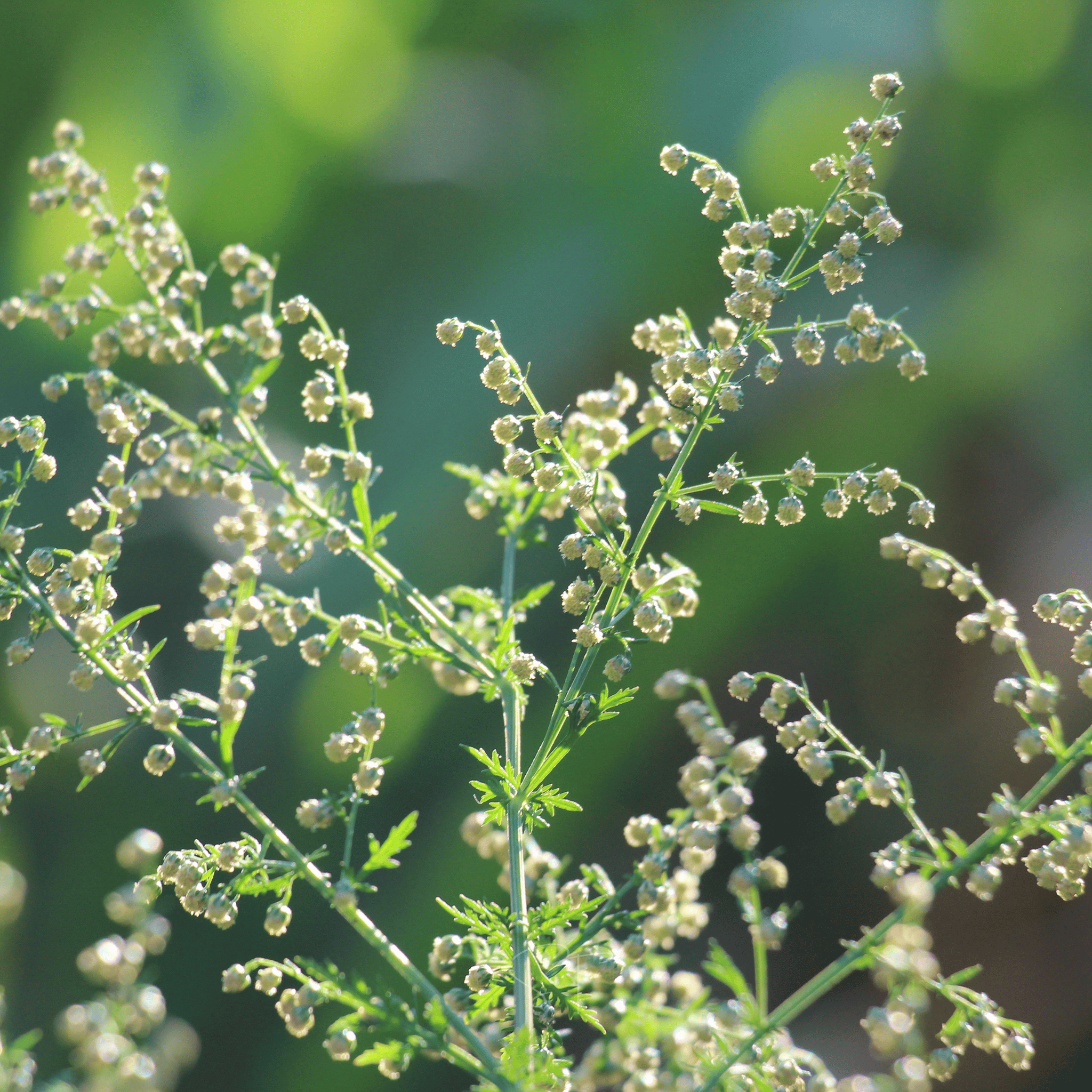 Sweet Annie – 50 Seeds seed packet from Seed Therapy – American - grown, heirloom seeds