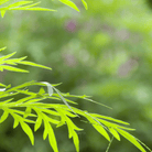 Sweet Annie – 50 Seeds seed packet from Seed Therapy – American - grown, heirloom seeds