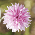 Tall Pink Cornflower - 100 Seeds seed packet from Seed Therapy – American - grown, heirloom seeds