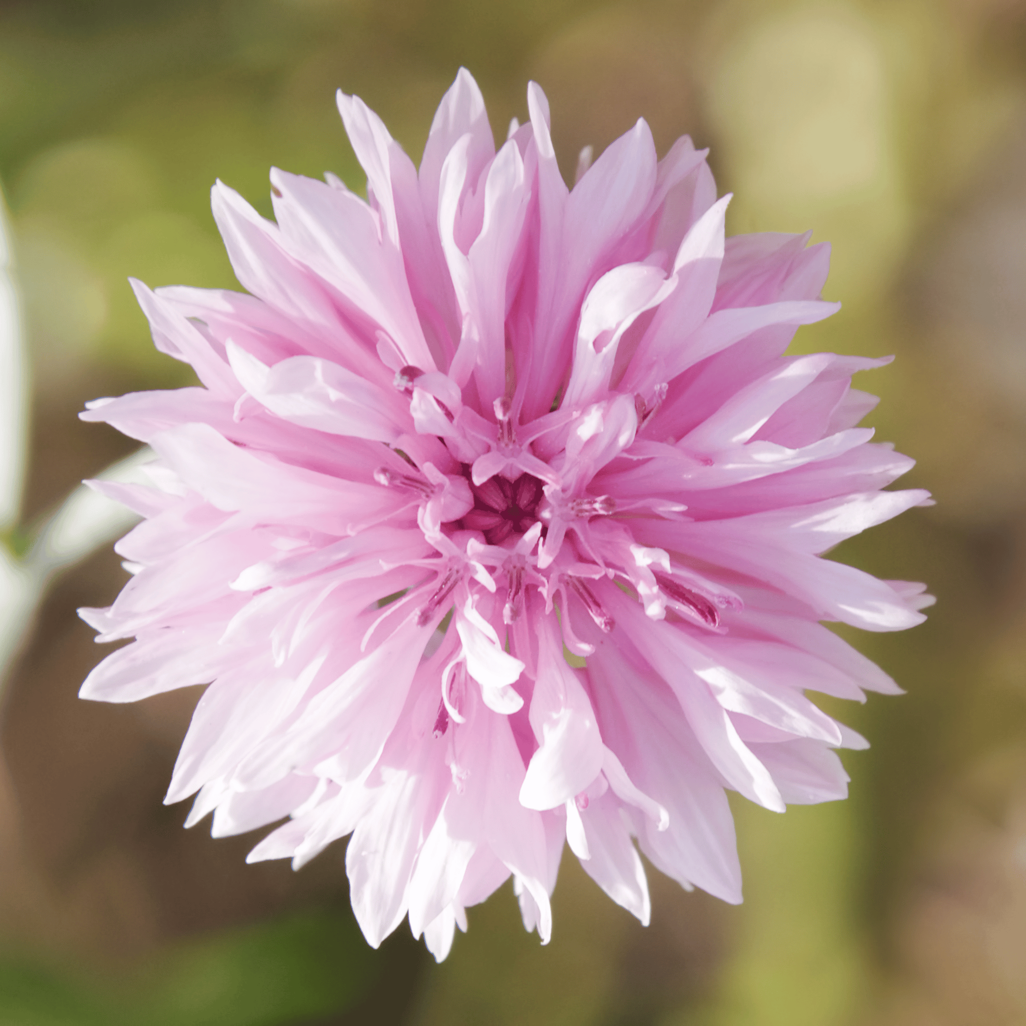 Tall Pink Cornflower - 100 Seeds seed packet from Seed Therapy – American - grown, heirloom seeds