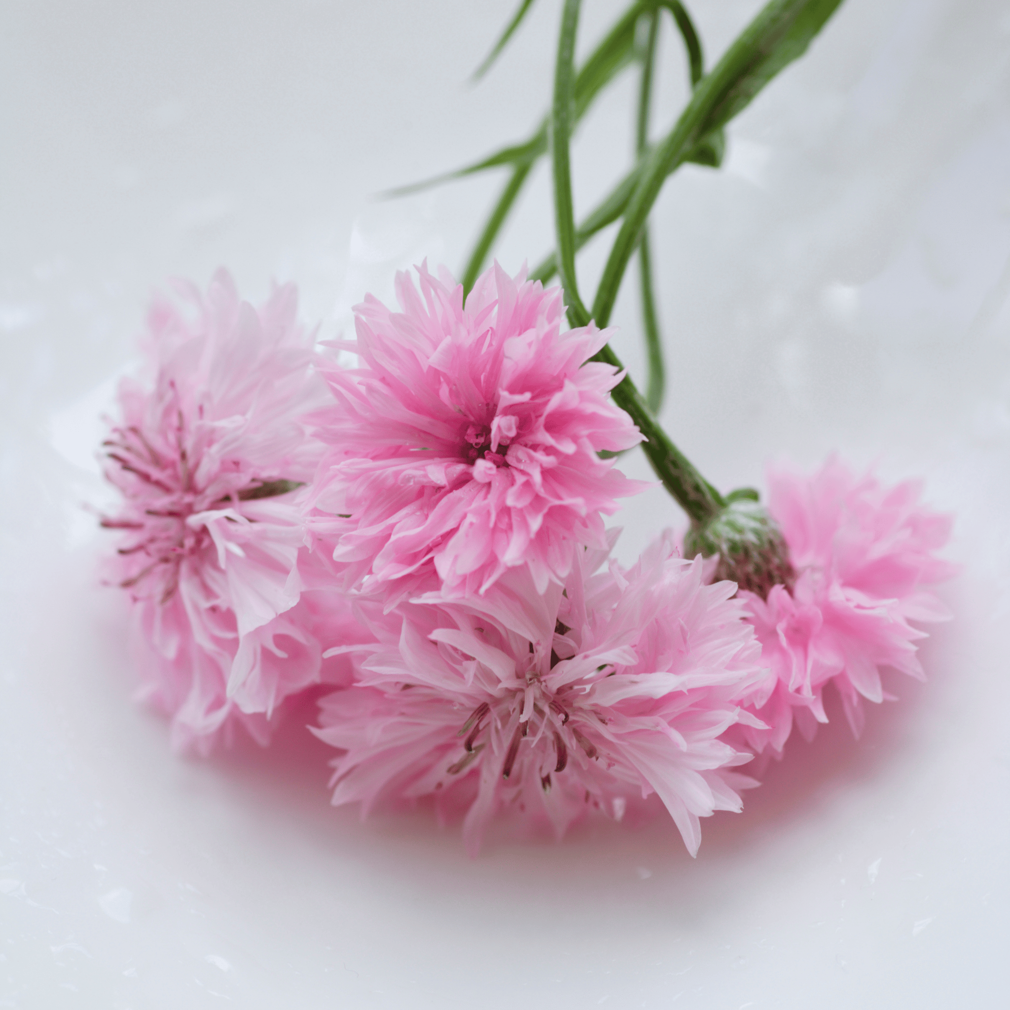 Tall Pink Cornflower - 100 Seeds seed packet from Seed Therapy – American - grown, heirloom seeds