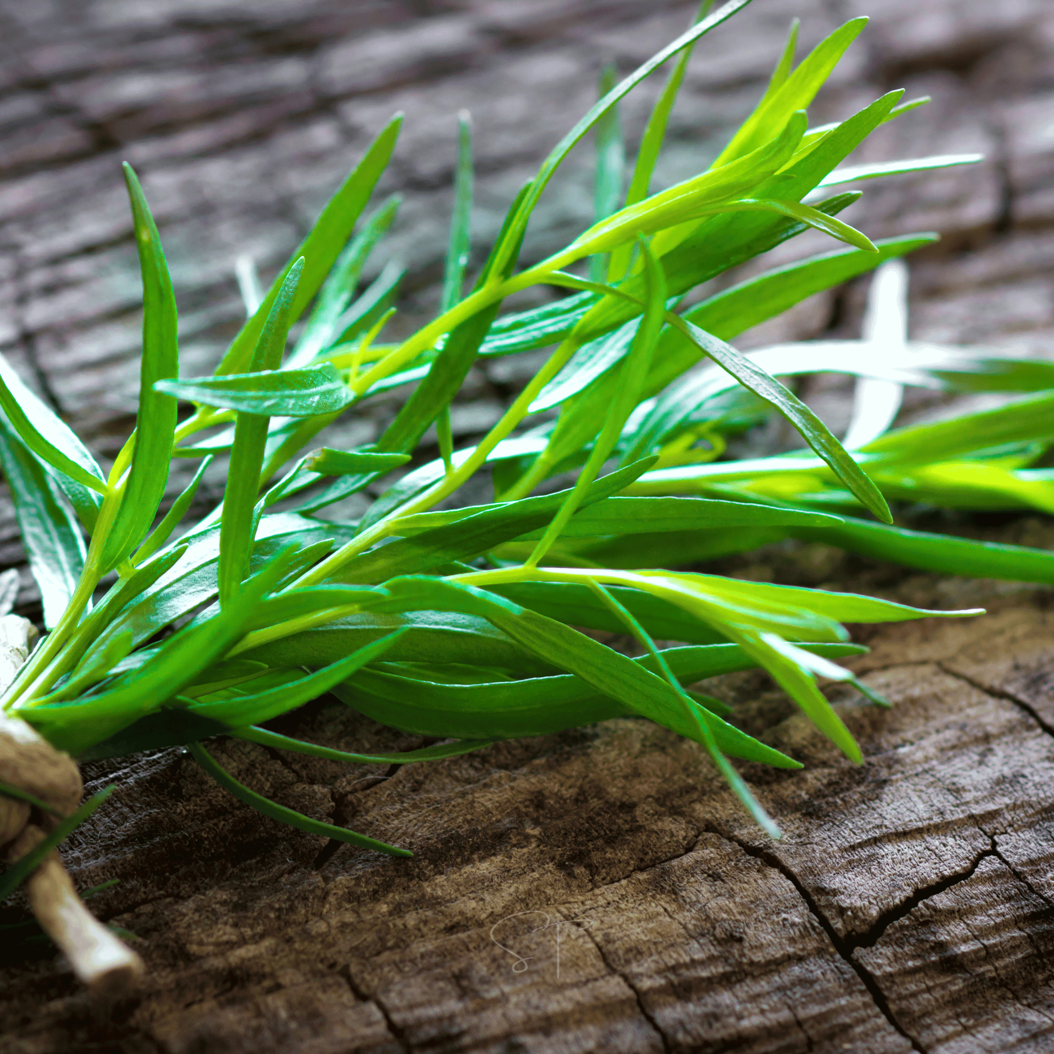 Tarragon – 300 Seeds seed packet from Seed Therapy – American - grown, heirloom seeds