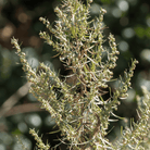 Tarragon – 300 Seeds seed packet from Seed Therapy – American - grown, heirloom seeds