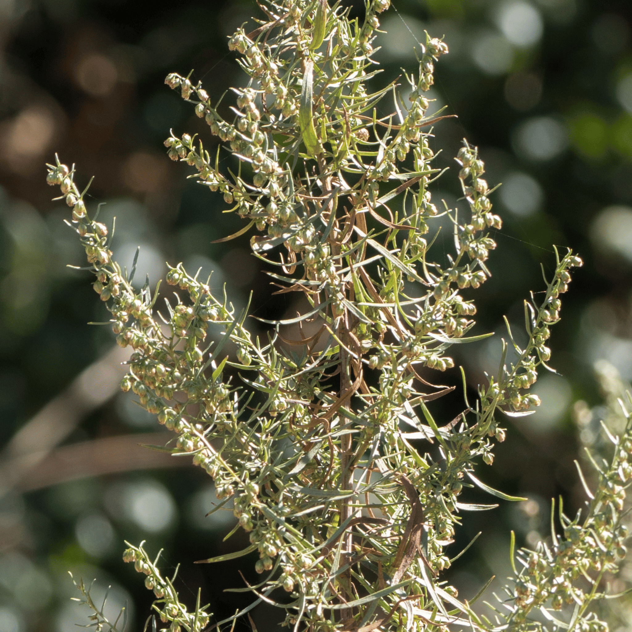 Tarragon – 300 Seeds seed packet from Seed Therapy – American - grown, heirloom seeds