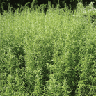 Tarragon – 300 Seeds seed packet from Seed Therapy – American - grown, heirloom seeds