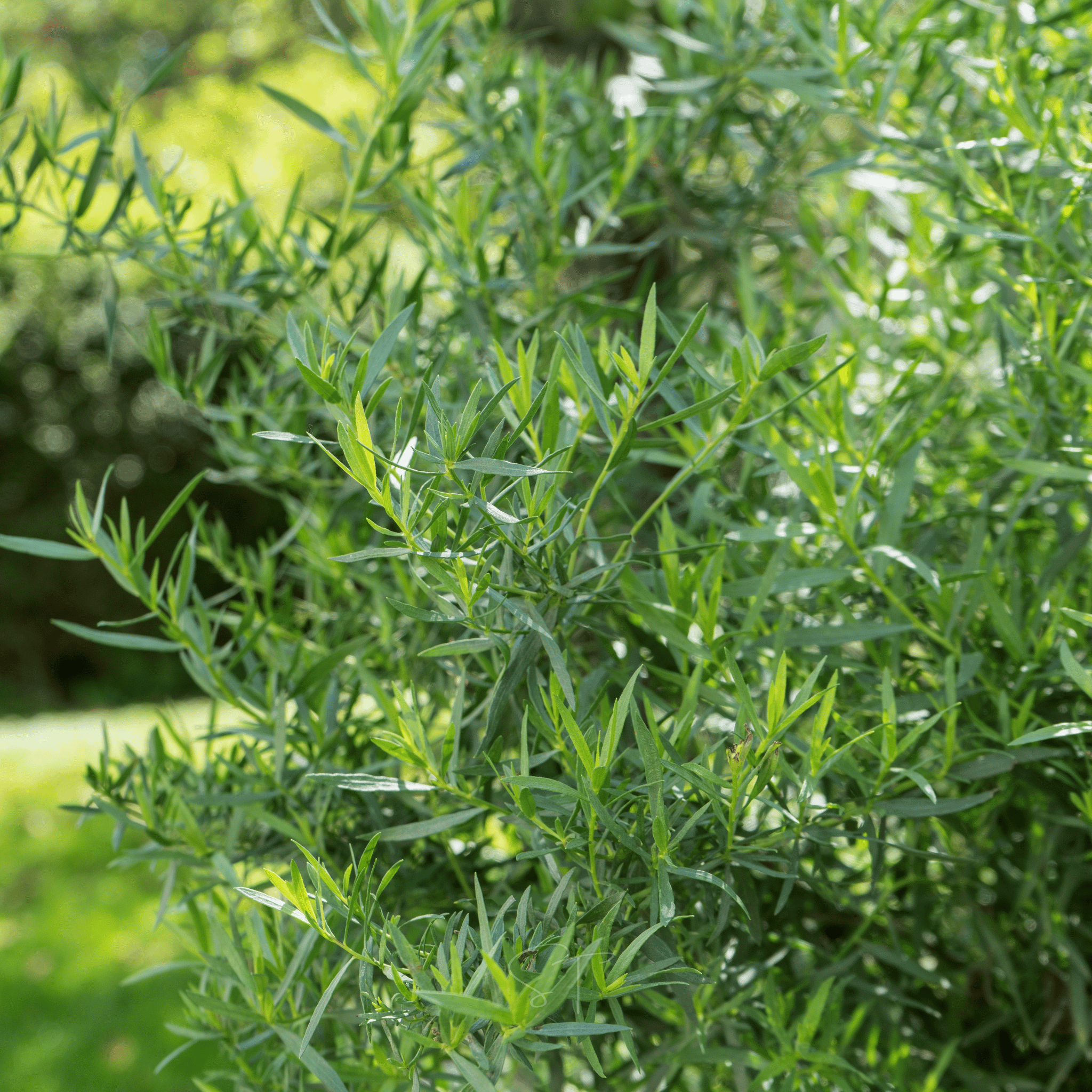 Tarragon – 300 Seeds seed packet from Seed Therapy – American - grown, heirloom seeds