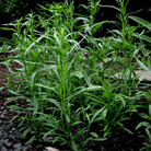 Tarragon – 300 Seeds seed packet from Seed Therapy – American - grown, heirloom seeds