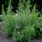 Tarragon – 300 Seeds seed packet from Seed Therapy – American - grown, heirloom seeds