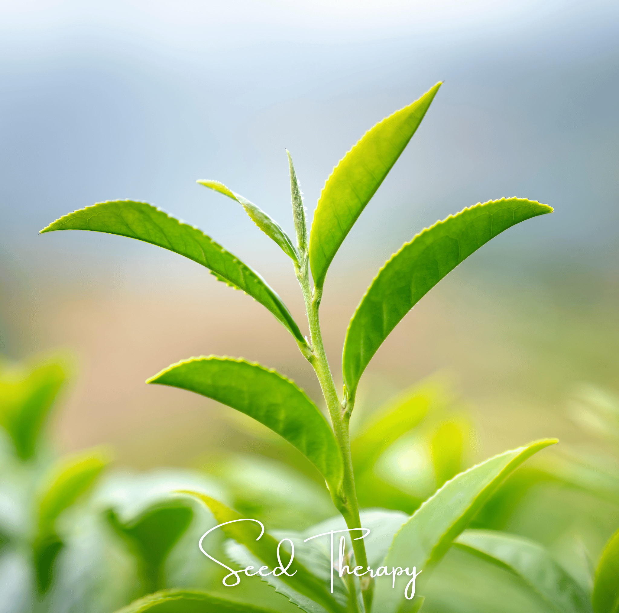 Tea Plant (Camellia sinensis) - 5 Seeds seed packet from Seed Therapy – American - grown, heirloom seeds