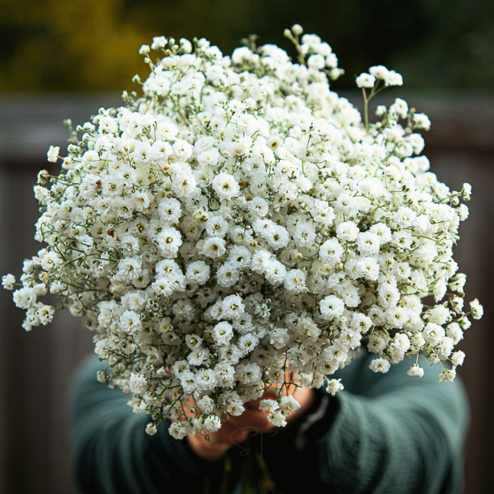 pearl plant seeds The Pearl Yarrow – 100 Seeds