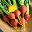 Touchstone Beet – 50 Seeds seed packet from Seed Therapy – American - grown, heirloom seeds