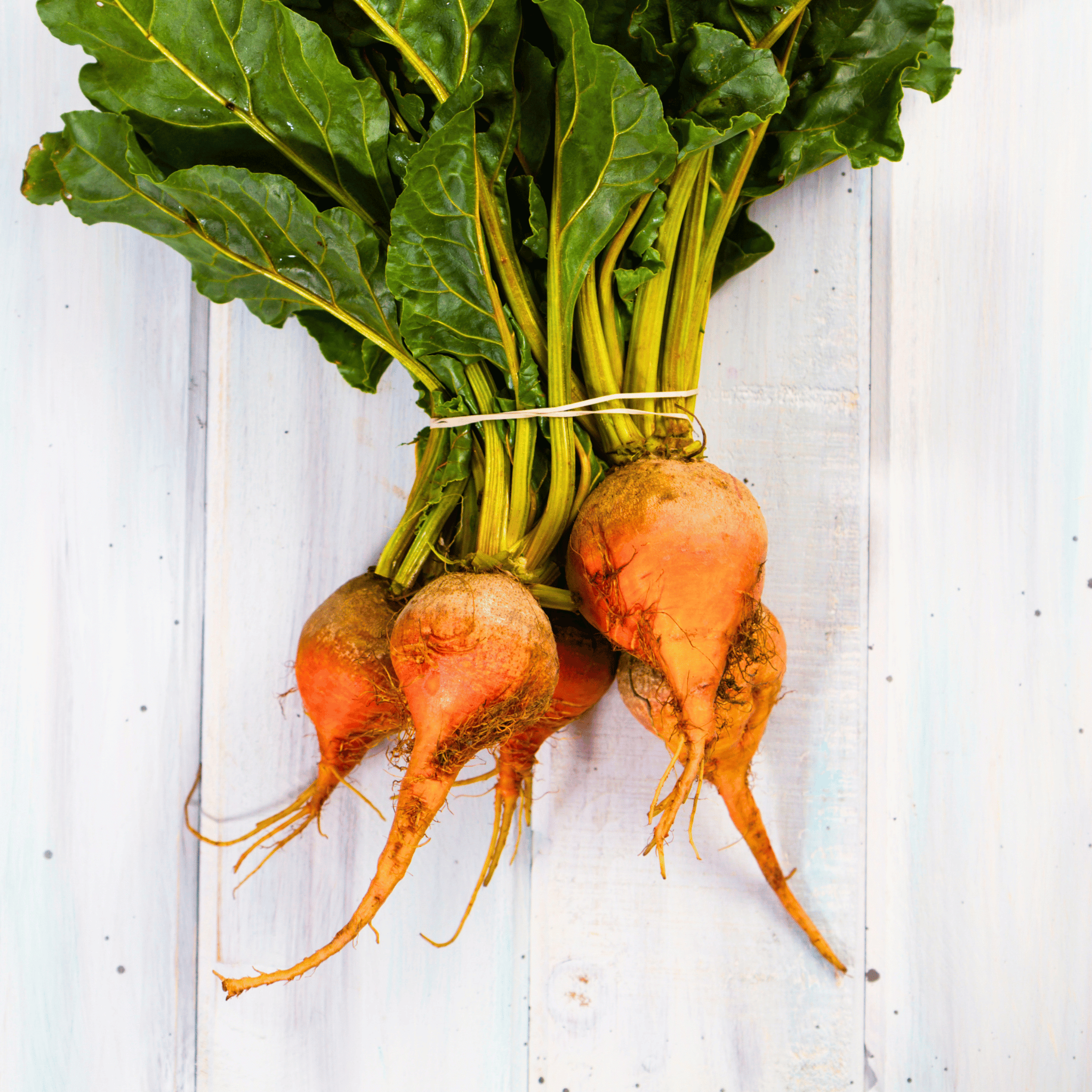Touchstone Beet – 50 Seeds seed packet from Seed Therapy – American - grown, heirloom seeds