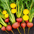 Touchstone Beet – 50 Seeds seed packet from Seed Therapy – American - grown, heirloom seeds
