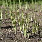 UC72 Asparagus – 50 Seeds seed packet from Seed Therapy – American - grown, heirloom seeds