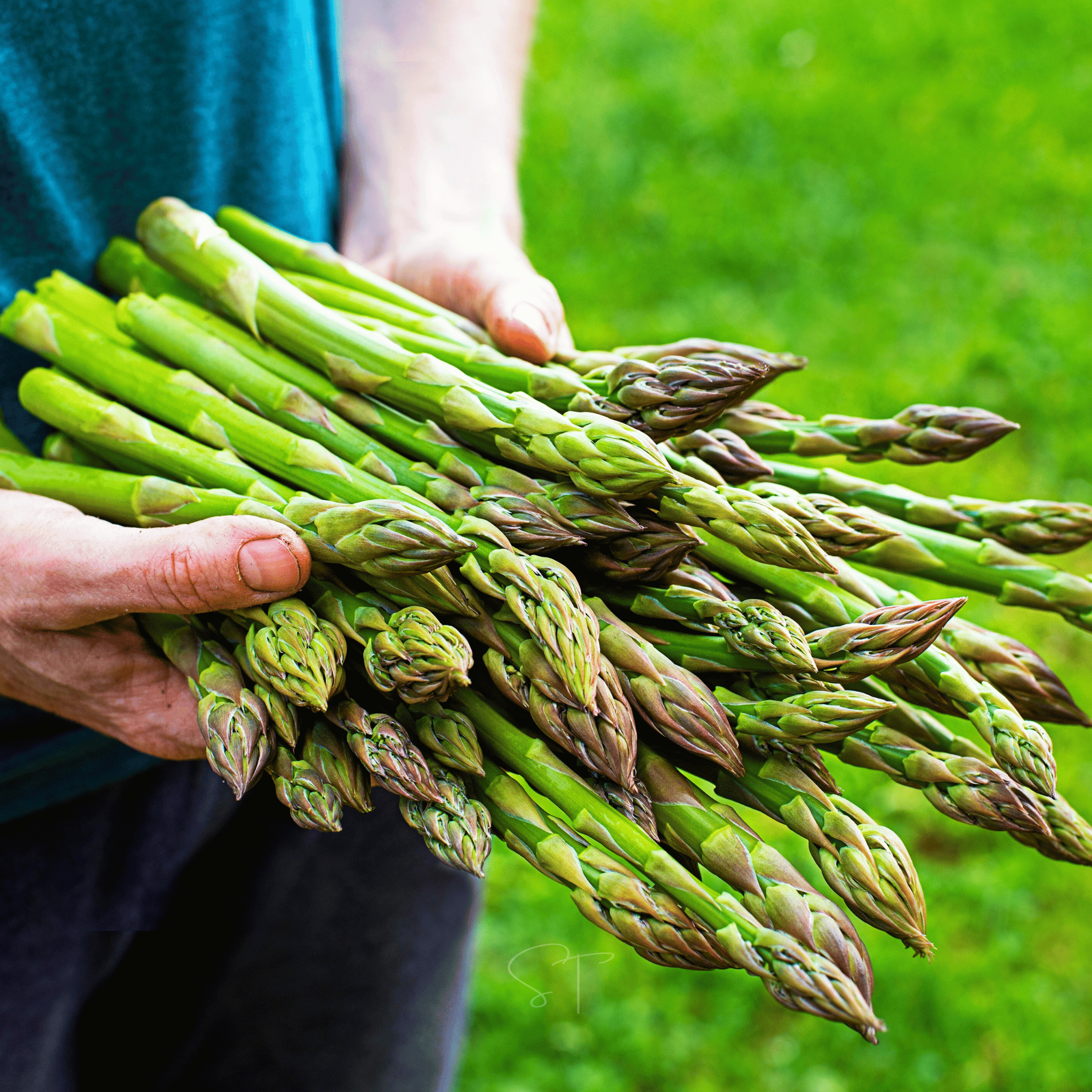 UC72 Asparagus – 50 Seeds seed packet from Seed Therapy – American - grown, heirloom seeds