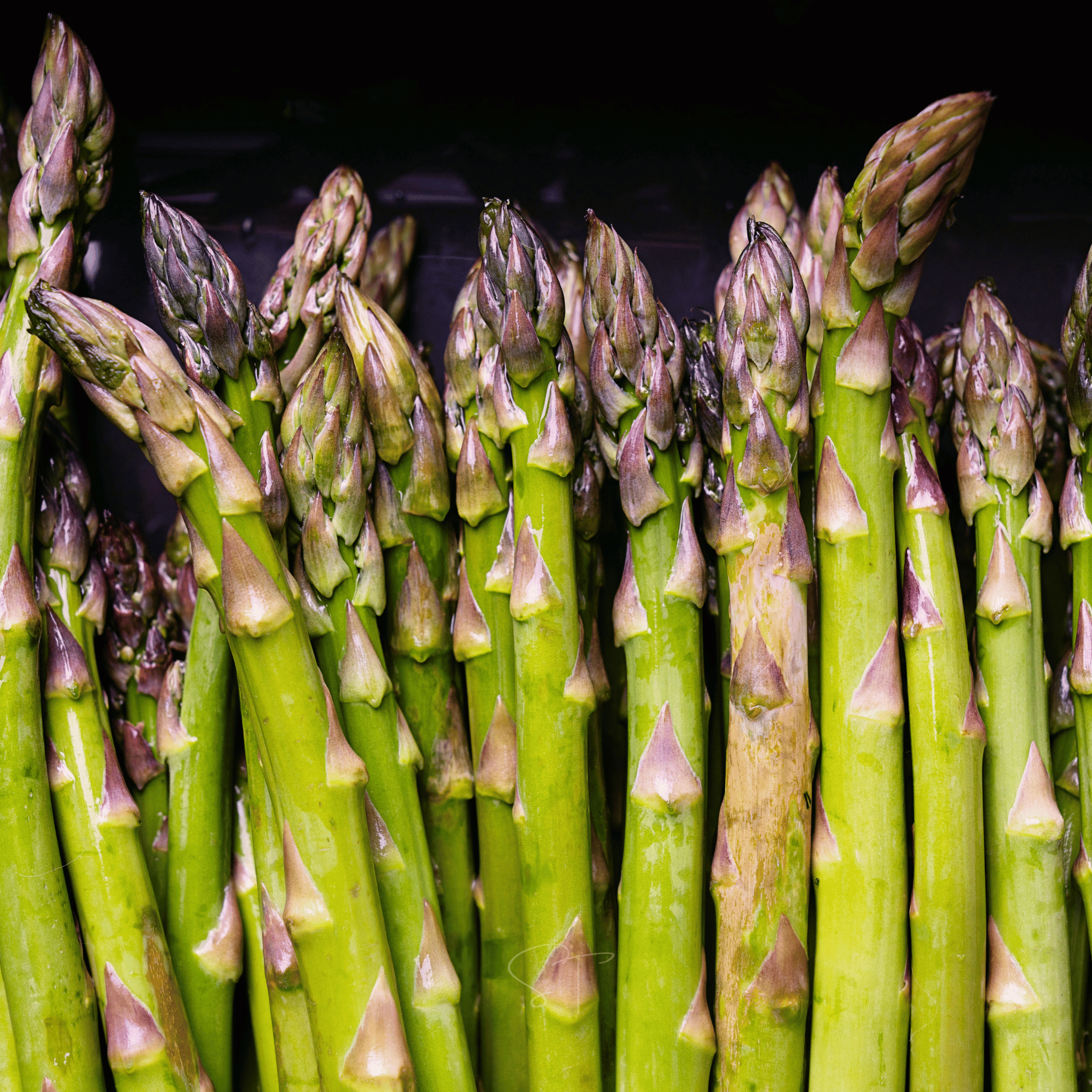 UC72 Asparagus – 50 Seeds seed packet from Seed Therapy – American - grown, heirloom seeds