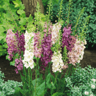 Verbascum Mullein Mix – 100 Seeds seed packet from Seed Therapy – American - grown, heirloom seeds