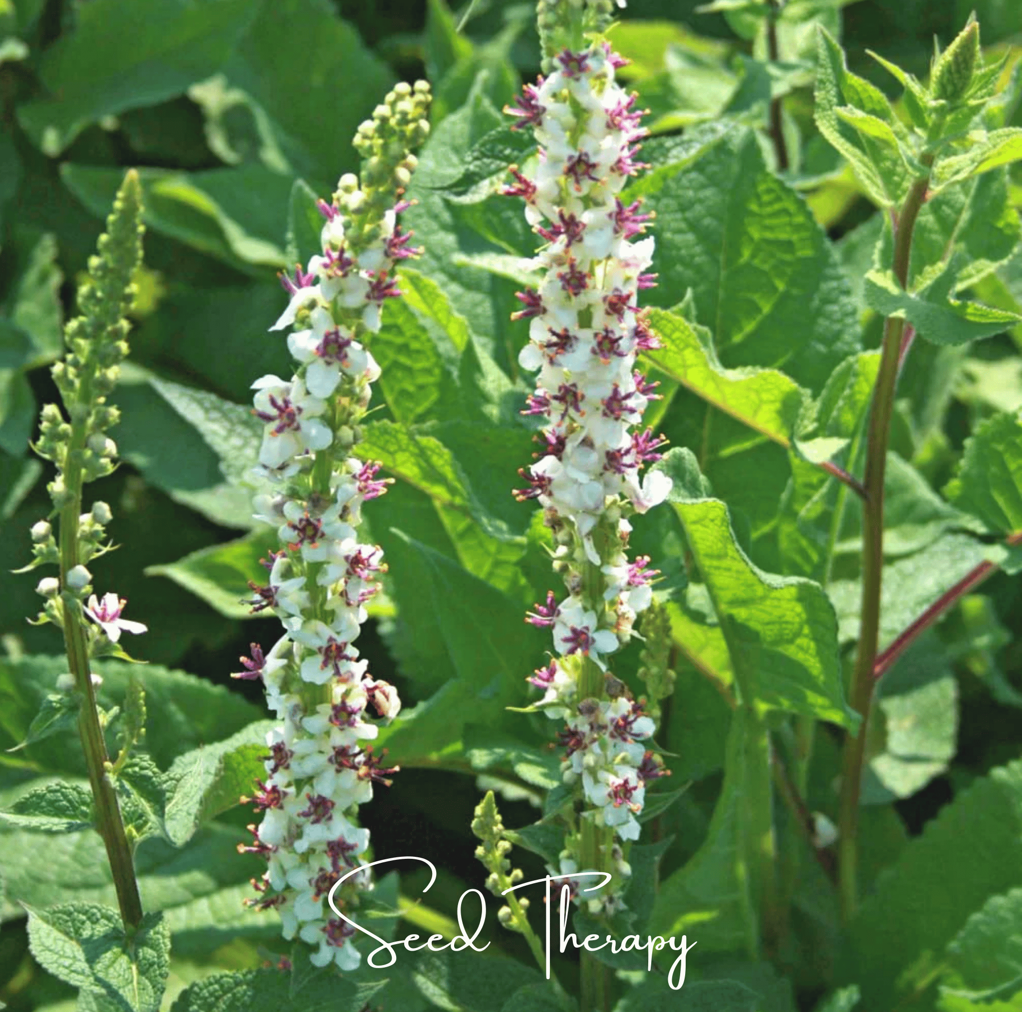 Verbascum, Wedding Candles (Verbascum chaixii) - 50 Seeds seed packet from Seed Therapy – American - grown, heirloom seeds