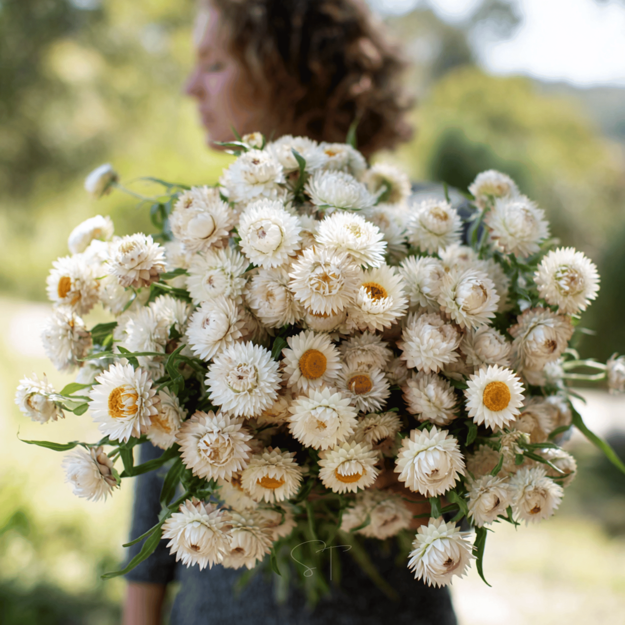 Vintage White Strawflower - 50 Seeds seed packet from Seed Therapy – American - grown, heirloom seeds