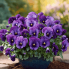 Violet Admiration Viola - 50 Seeds seed packet from Seed Therapy – American - grown, heirloom seeds