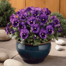 Violet Admiration Viola - 50 Seeds seed packet from Seed Therapy – American - grown, heirloom seeds