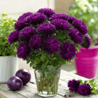 Violet Gremlin Aster – 50 Seeds seed packet from Seed Therapy – American - grown, heirloom seeds