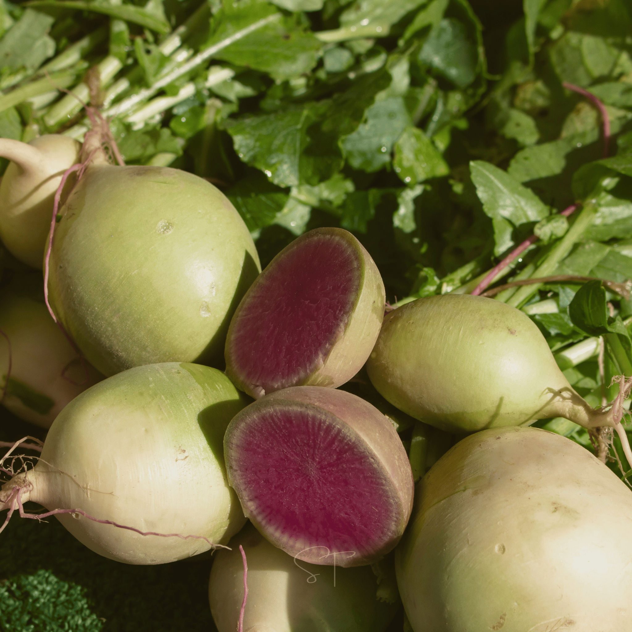 Watermelon Radish – 50 Seeds seed packet from Seed Therapy – American - grown, heirloom seeds