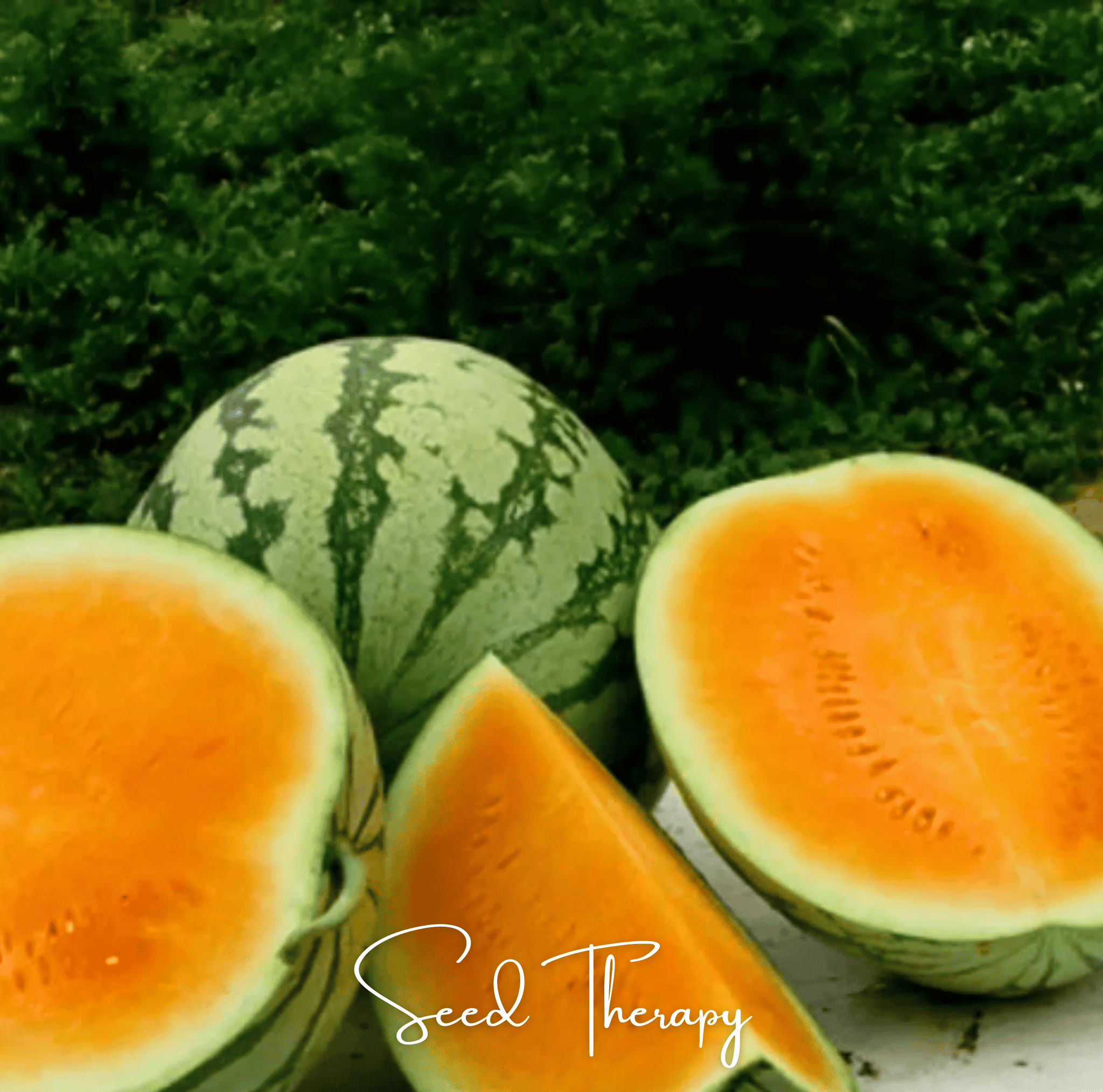 Watermelon, Tendersweet Orange (Citrullus lanatus) - 25 Seeds seed packet from Seed Therapy – American - grown, heirloom seeds