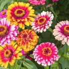 Whirligig Zinnia – 50 Seeds seed packet from Seed Therapy – American-grown, heirloom seeds