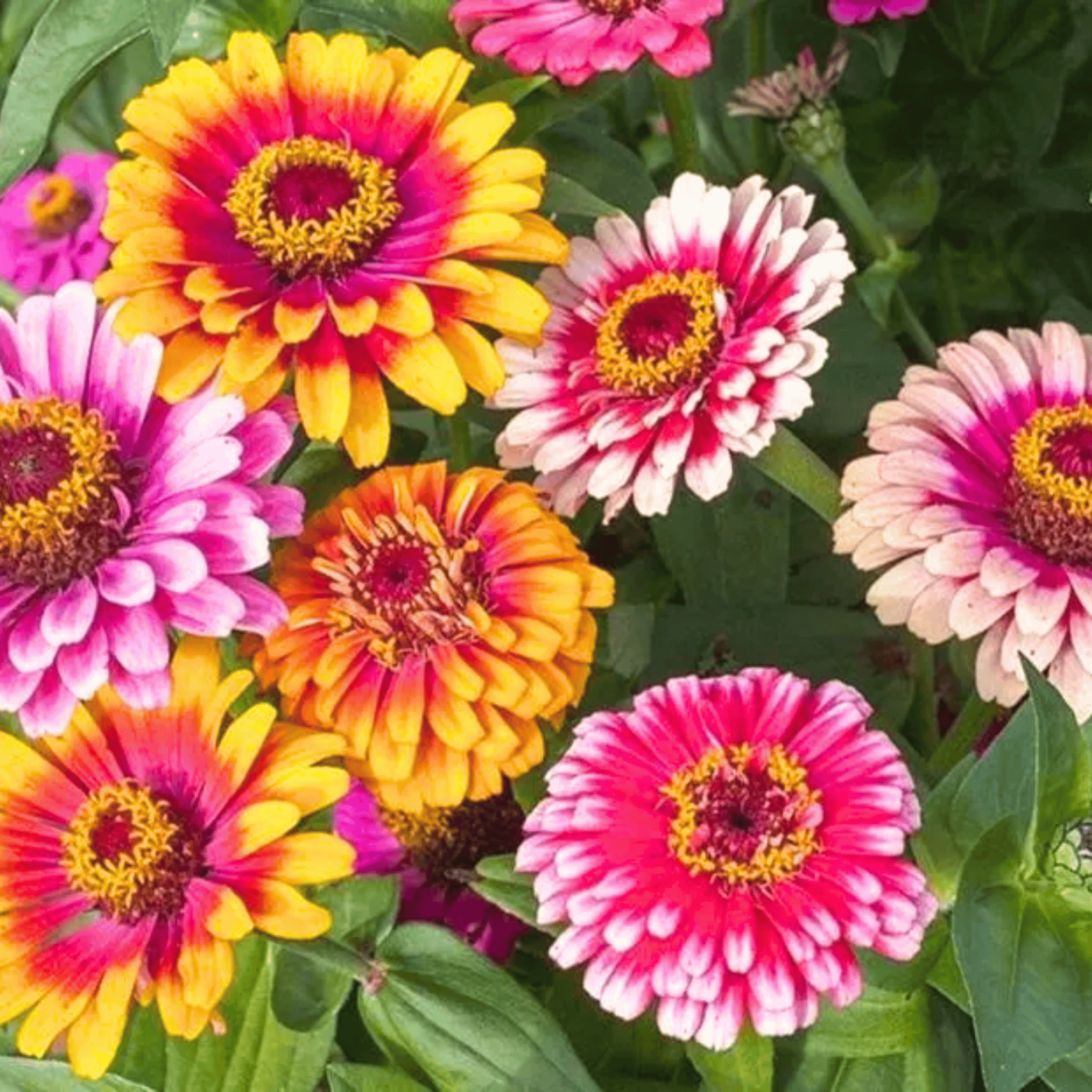 Whirligig Zinnia – 50 Seeds seed packet from Seed Therapy – American-grown, heirloom seeds