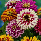 Whirligig Zinnia – 50 Seeds seed packet from Seed Therapy – American-grown, heirloom seeds