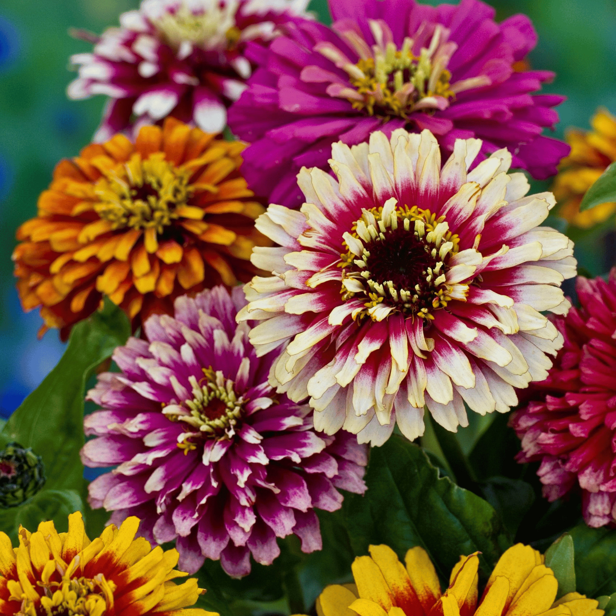 Whirligig Zinnia – 50 Seeds seed packet from Seed Therapy – American-grown, heirloom seeds