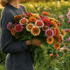 Whirligig Zinnia – 50 Seeds seed packet from Seed Therapy – American-grown, heirloom seeds