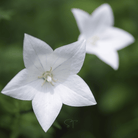 White Balloon Flower – 50 Seeds seed packet from Seed Therapy – American - grown, heirloom seeds