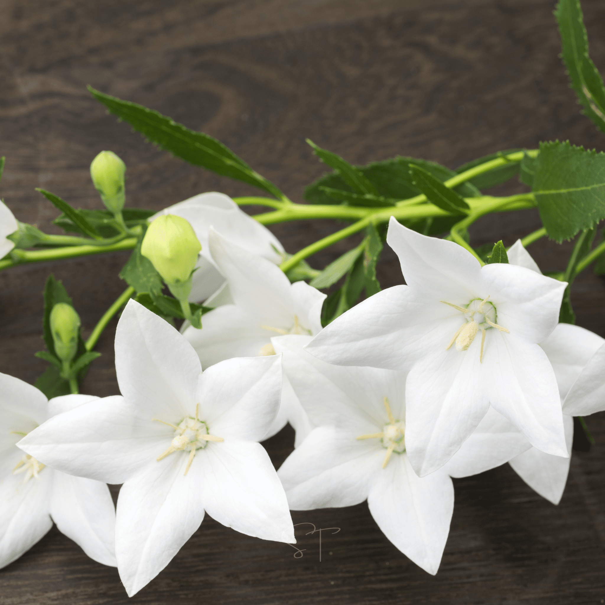 White Balloon Flower – 50 Seeds seed packet from Seed Therapy – American - grown, heirloom seeds