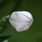 White Balloon Flower – 50 Seeds seed packet from Seed Therapy – American - grown, heirloom seeds