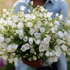 White Canterbury Bells – 100 Seeds seed packet from Seed Therapy – American - grown, heirloom seeds