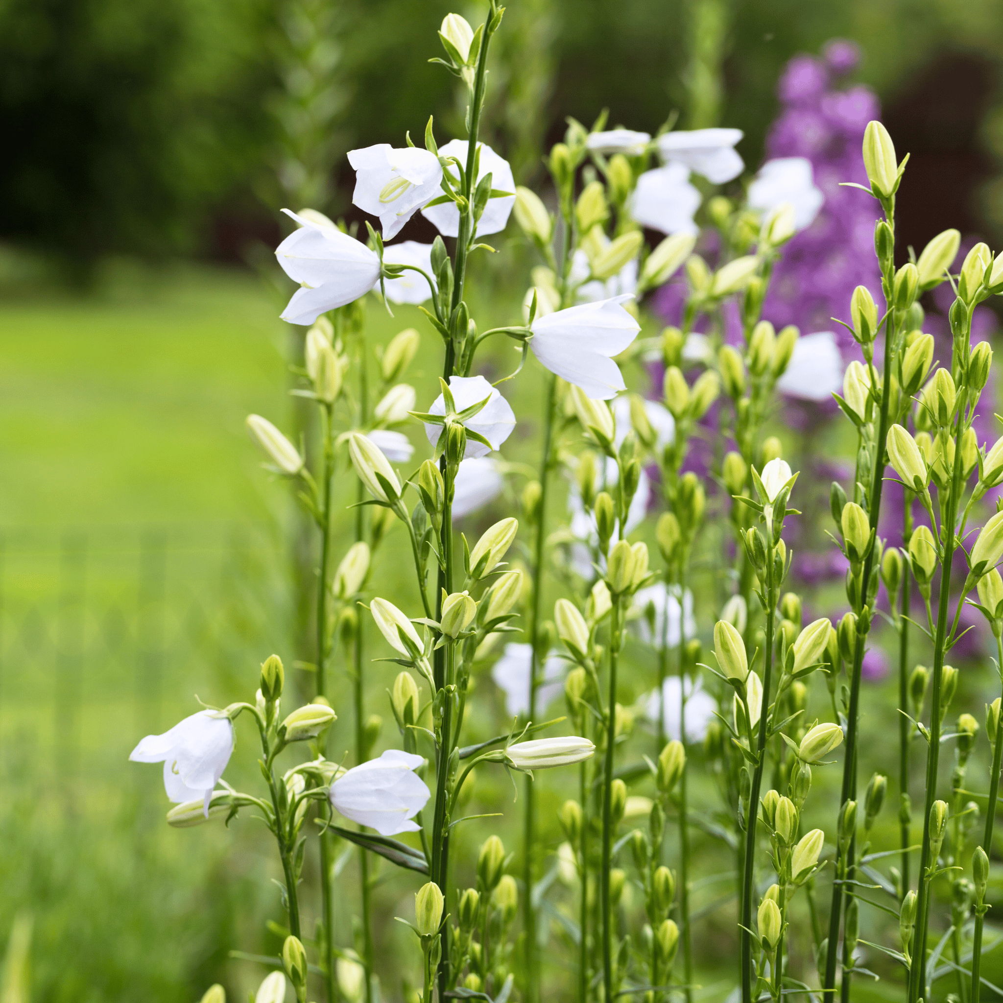 White Canterbury Bells – 100 Seeds seed packet from Seed Therapy – American - grown, heirloom seeds