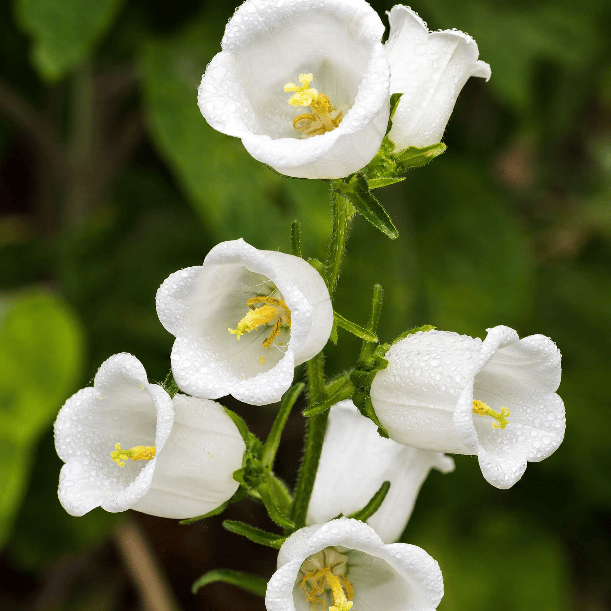 White Canterbury Bells – 100 Seeds seed packet from Seed Therapy – American - grown, heirloom seeds