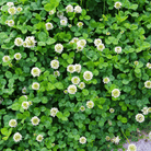 White Clover (Irish Clover) - 1,000 Seeds seed packet from Seed Therapy – American - grown, heirloom seeds